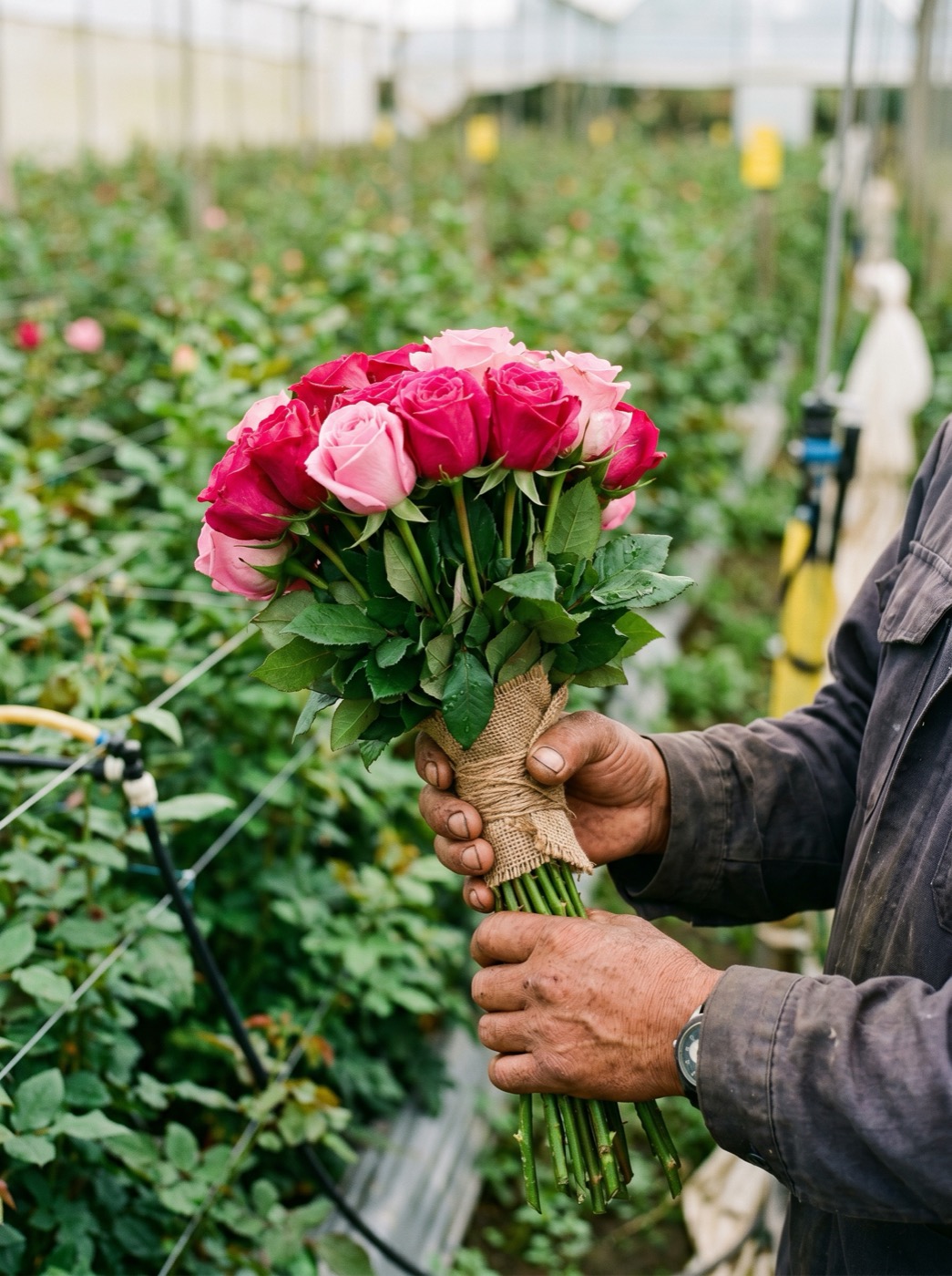 Freshly cut long-stem magenta and pink roses held in the greenhouse